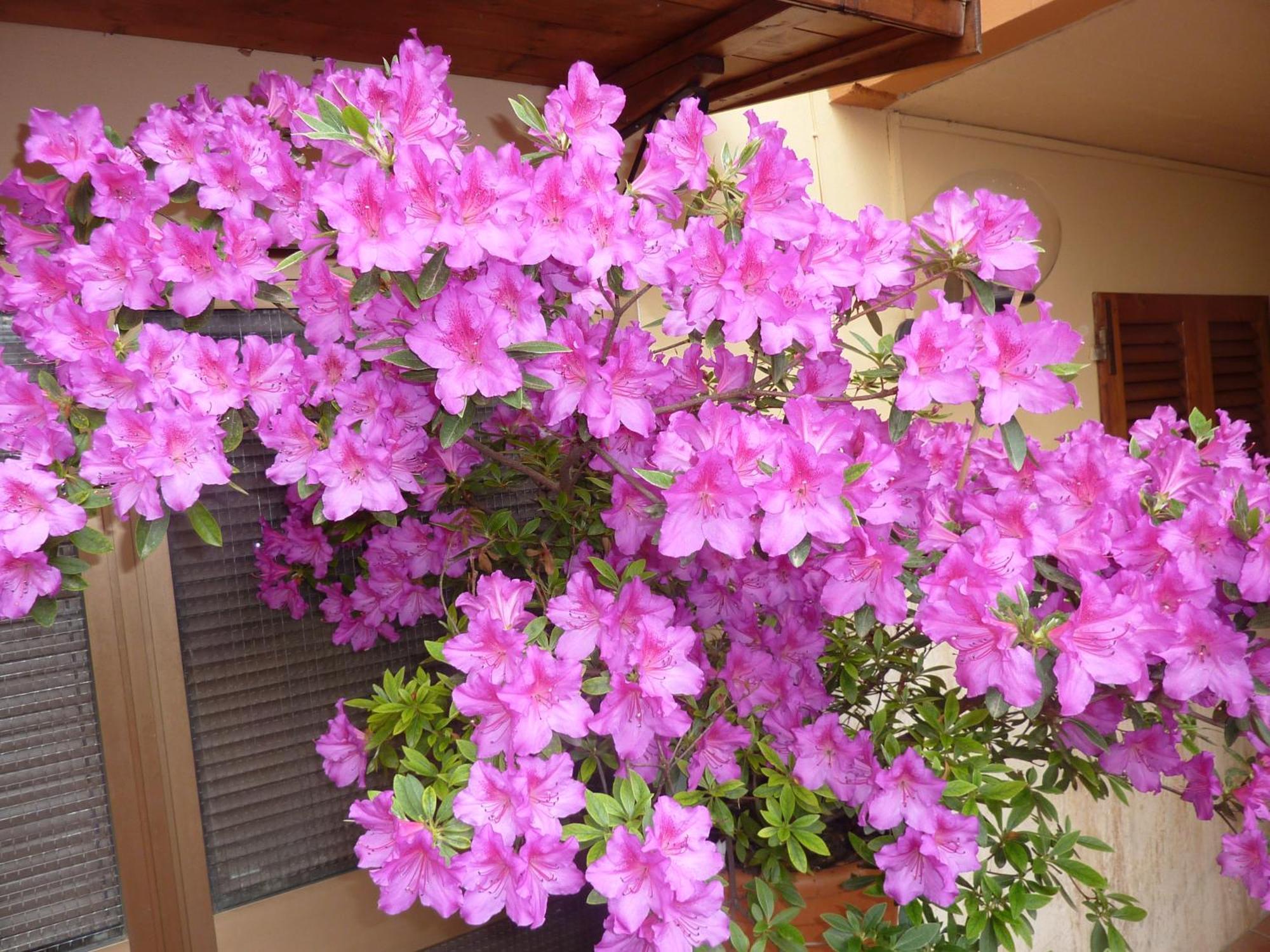 Primettahouse Otel San Gimignano Dış mekan fotoğraf